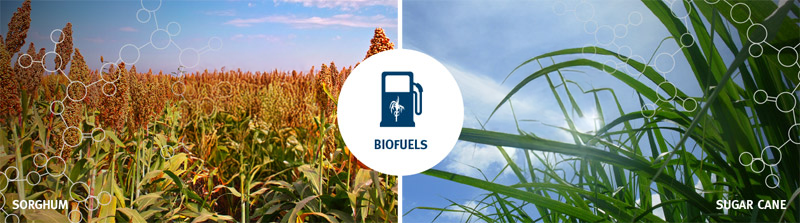 Biofuels