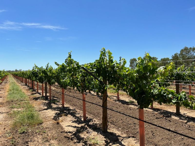 Image courtesy of Marciano Table Grapes