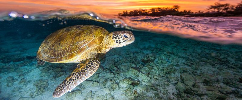 A loggerhead turtle swims above a coral reef.