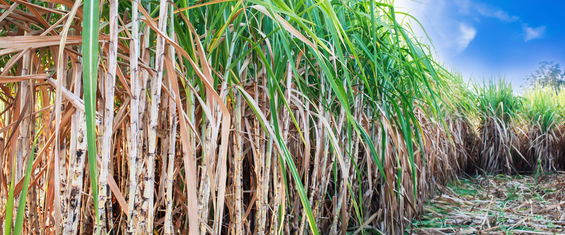 What are biofuels? How we make and use biofuels in Queensland State